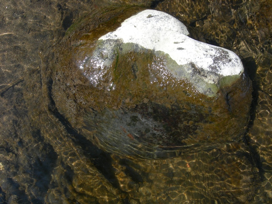 Eutrophisation recouvrant les pierres (remarquez la coloration naturelle de la pierre après nettoyage de la partie centrale)